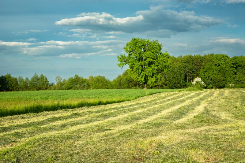 Field Grass Cutting Service